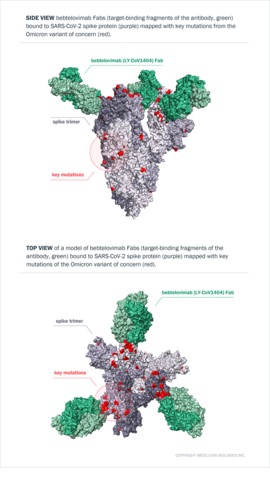 Models of bebtelovimab Fabs bound to SARS-CoV-2 spike protein mapped with key mutations from the Omicron variant of concern. Top: Side view of a model of bebtelovimab Fabs (target-binding fragments of the antibody, green) bound to SARS-CoV-2 spike protein (purple) mapped with key mutations from the Omicron variant of concern (red). Bottom: Top views of a model of bebtelovimab Fabs (target-binding fragments of the antibody, green) bound to SARS-CoV-2 spike protein (purple) mapped with key mutations of the Omicron variant of concern (red). Source: AbCellera