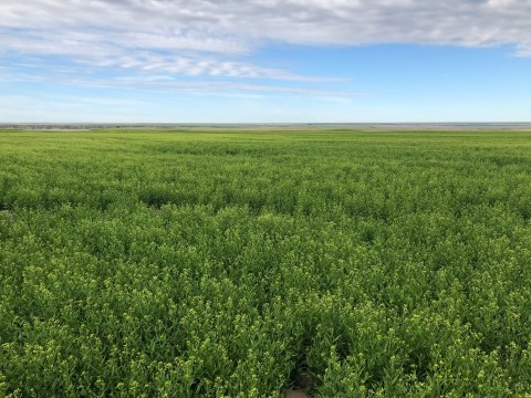 GCEH 2021 Montana Sustainable Oils Camelina field (Photo: Business Wire)