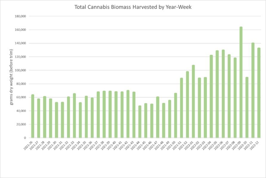 Total Cannabis Biomass Harvested by Year-Week (CNW Group/Cansortium Inc)