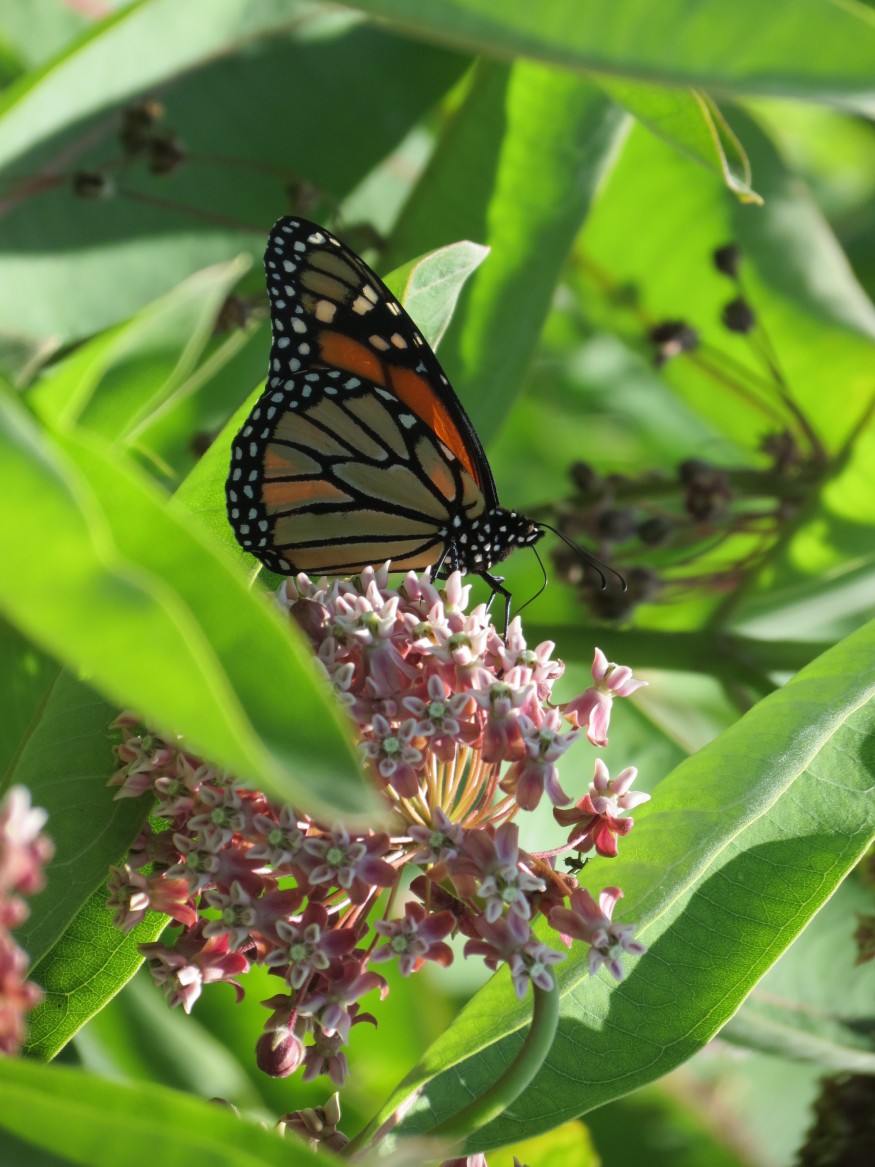 A Monarch Butterfly on Milkweed
