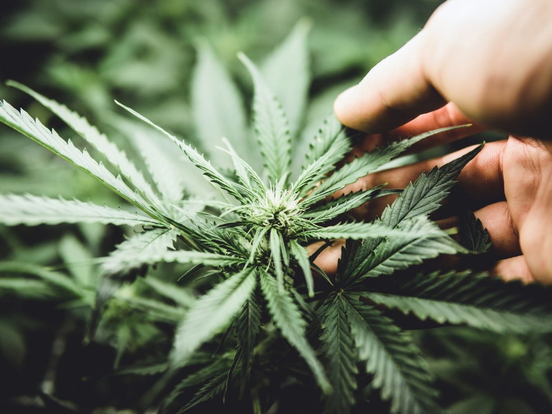 Green Stock News